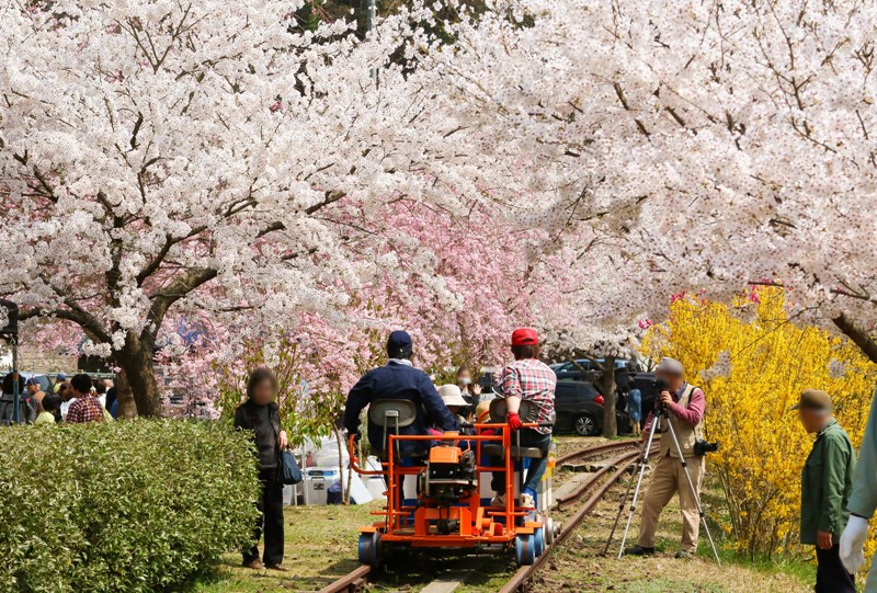 安野花まつり、トロッコ列車