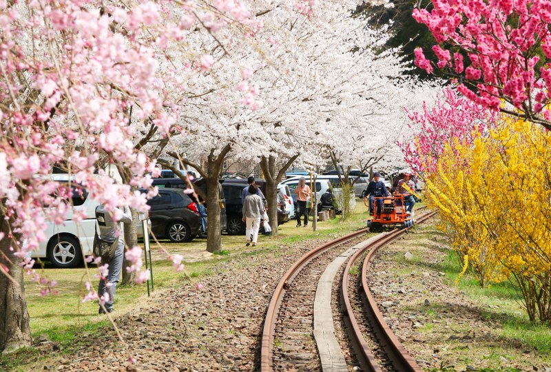 安野花の駅公園と桜に囲まれたトロッコ列車