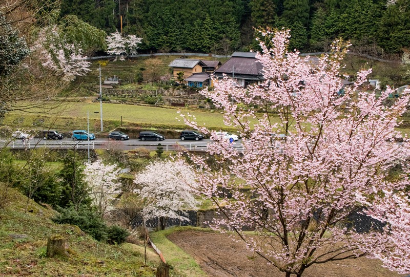与一野のしだれ桜への道