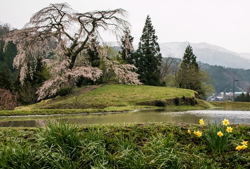 与一野のしだれ桜と水田