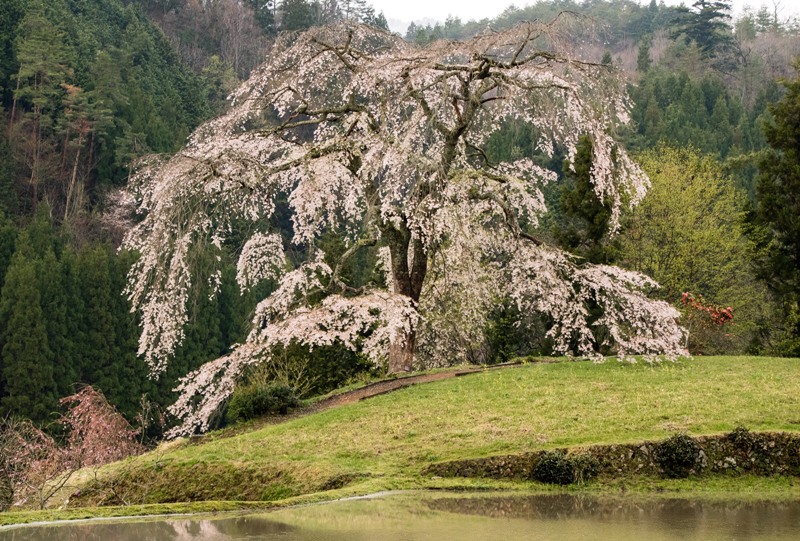 与一野のしだれ桜