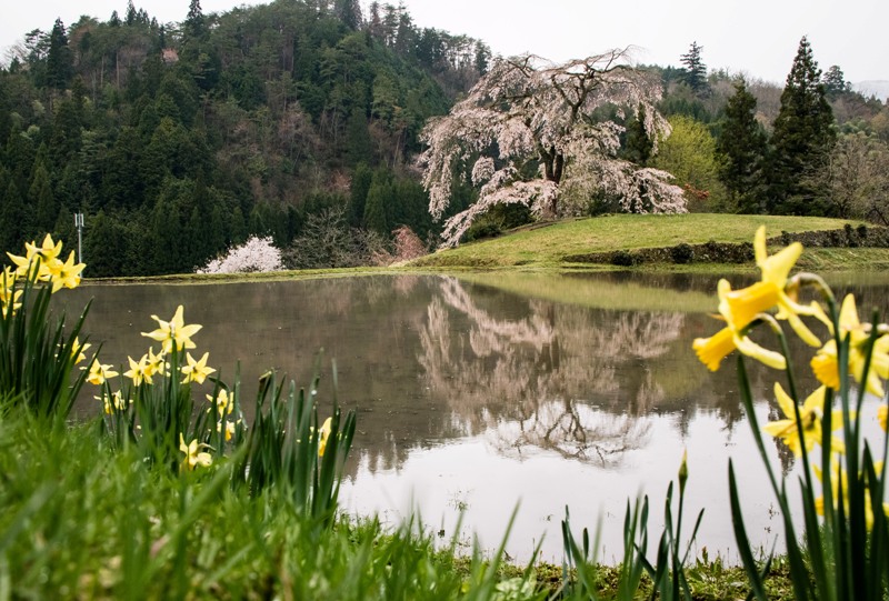 与一野のしだれ桜、水田とスイセン