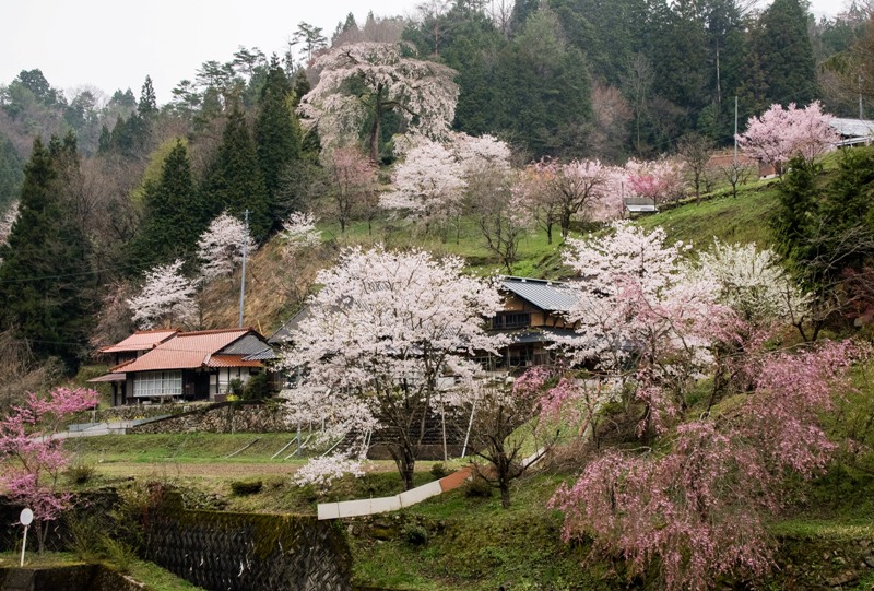 与一野のしだれ桜を県道305号線から望む