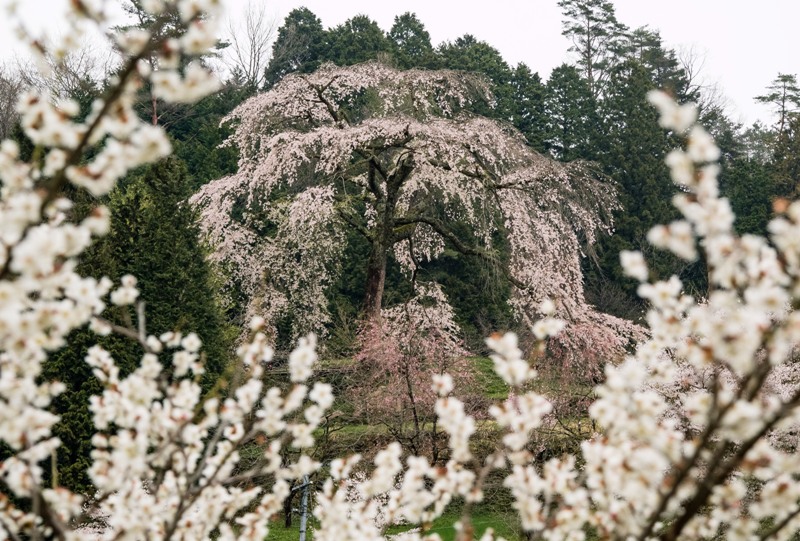 与一野のしだれ桜と梅の花