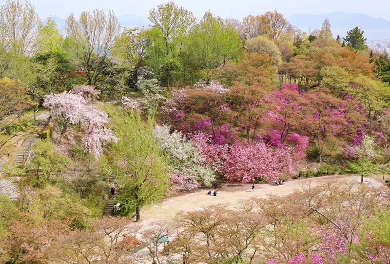 広島市植物公園のさくらまつり