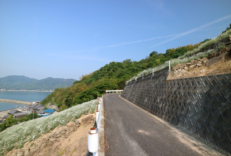 馬神除虫菊畑へ到着
