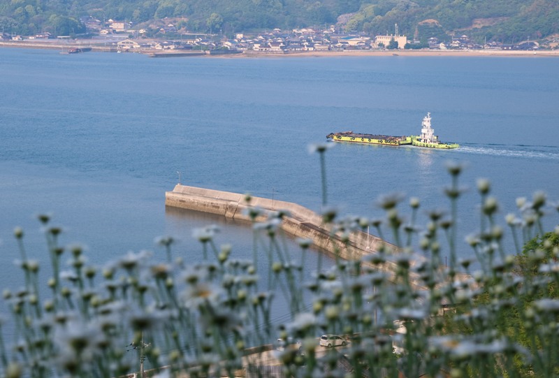 馬神除虫菊畑と瀬戸内海を航行する船