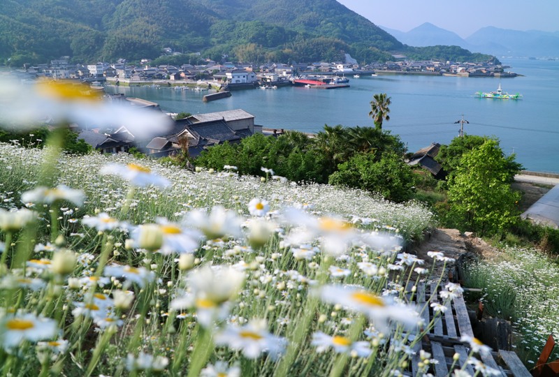馬神除虫菊畑と重井西港の眺め