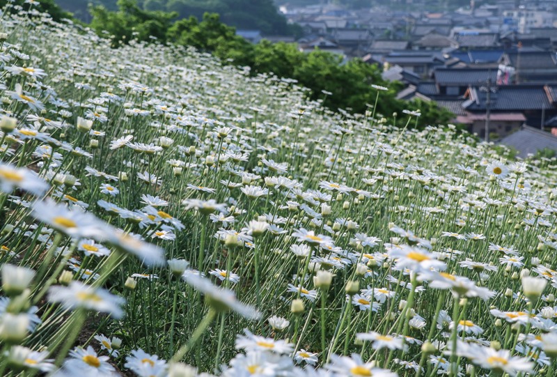除虫菊