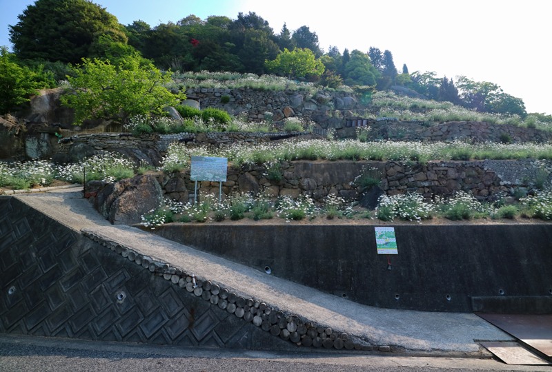 道路から見た上段の除虫菊畑