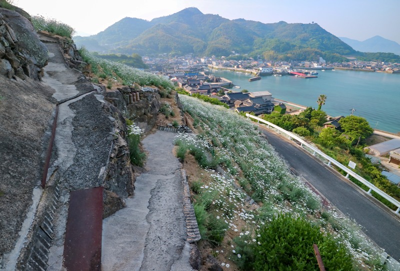 除虫菊畑の歩道