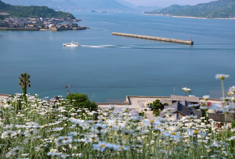 馬神除虫菊畑から瀬戸内海を望む
