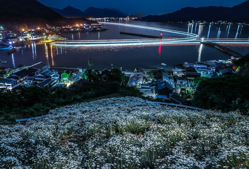 馬神除虫菊畑からの夜景