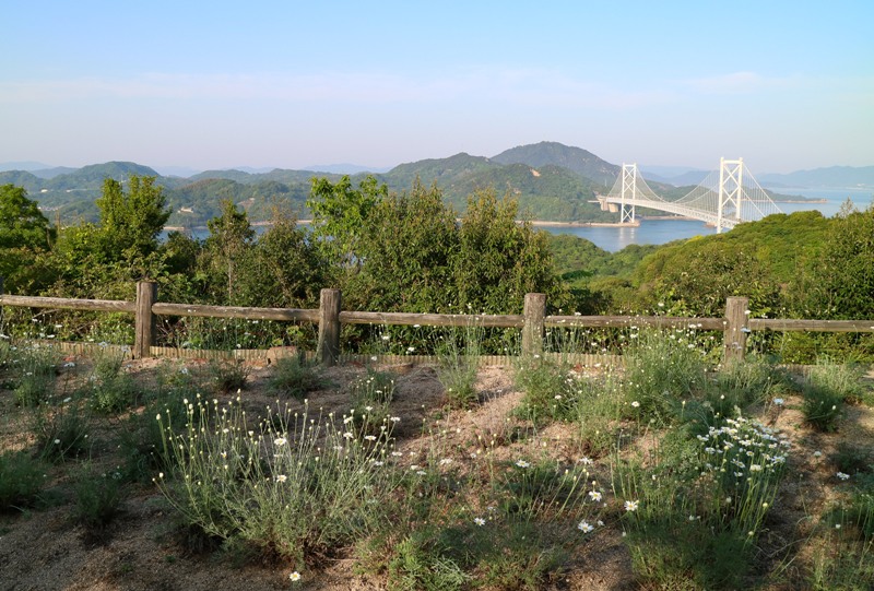 因島、白滝フラワーラインの除虫菊畑、因島大橋と共に
