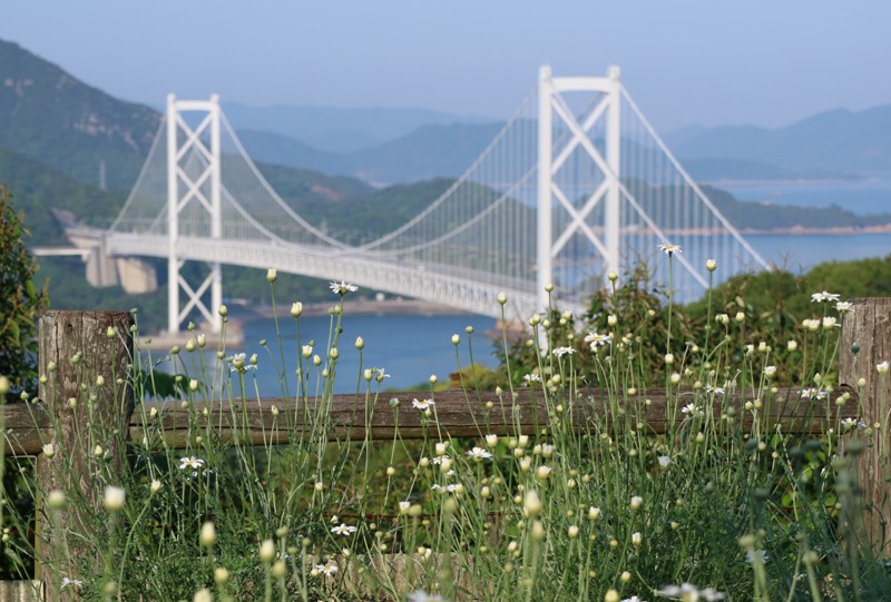 因島、白滝フラワーラインの除虫菊畑、因島大橋と共にの除虫菊畑