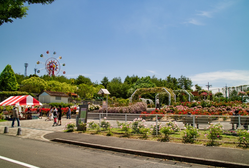 蜂ヶ峯総合公園、バラ園