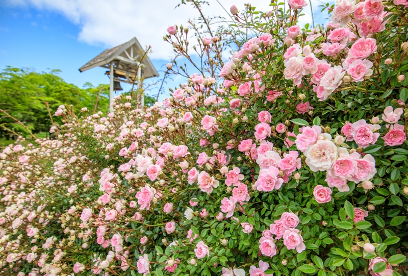 蜂ヶ峯総合公園、バラ園