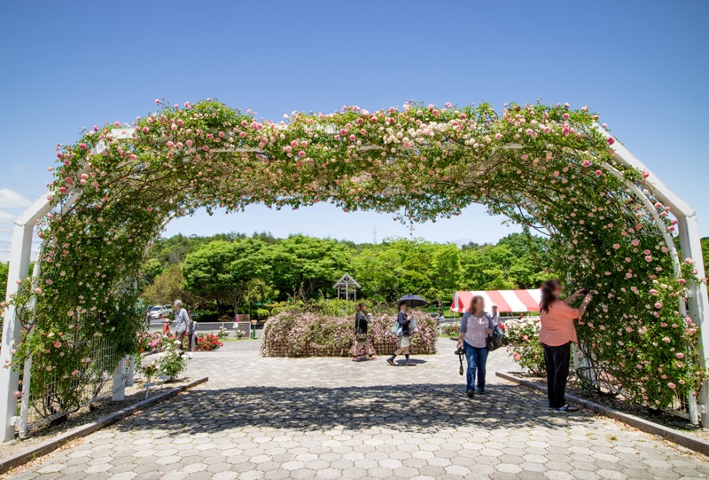 蜂ヶ峯総合公園、バラ園