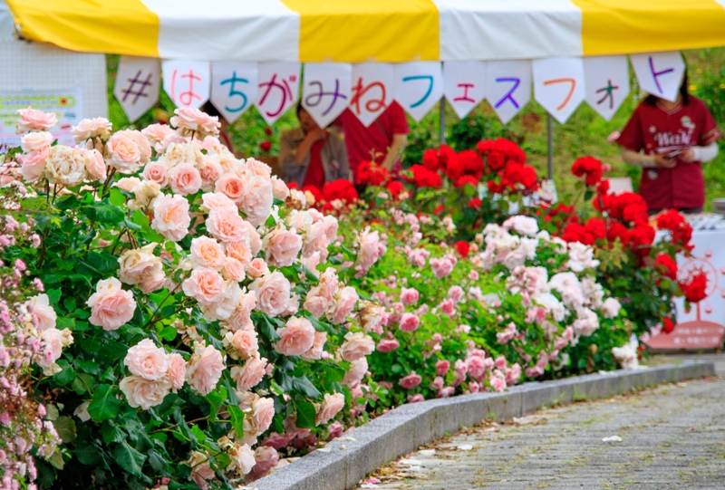 蜂ヶ峯総合公園、バラ園、#はちがみねフェスフォト