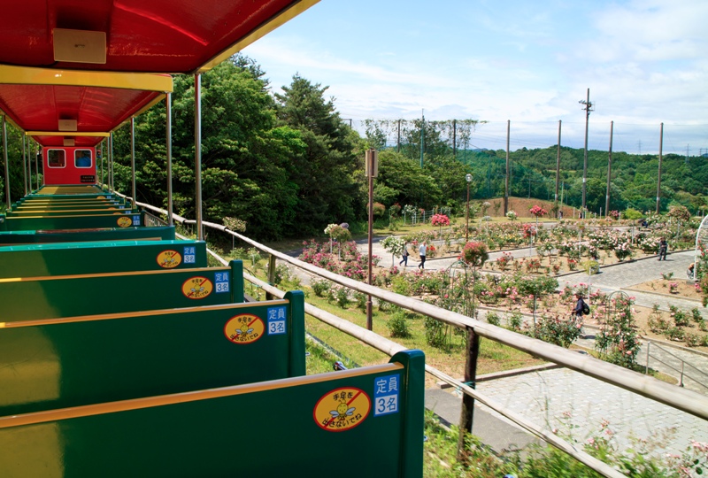 蜂ヶ峯総合公園、ミニＳＬからバラ園を望む
