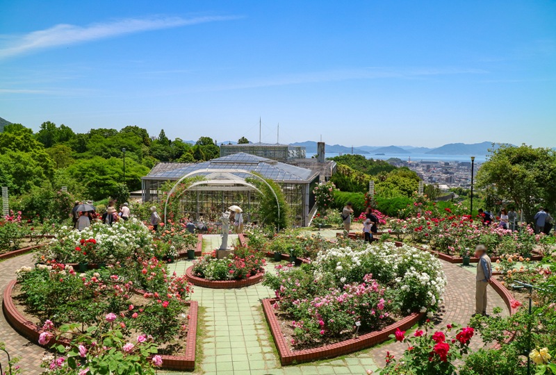 広島市植物公園、バラ園、上の段