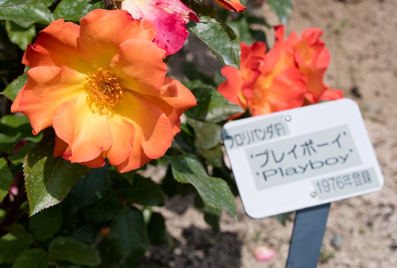広島市植物公園、バラ園