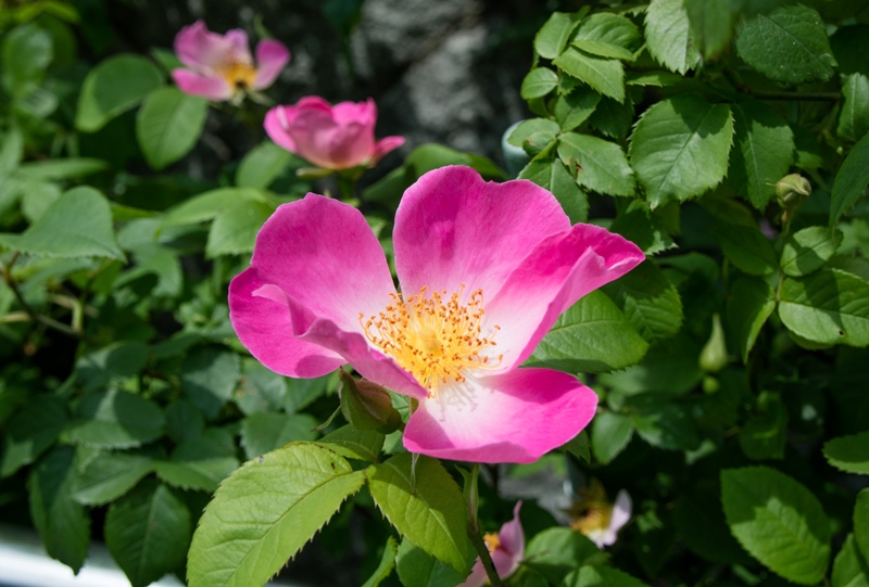 広島市植物公園、バラ園