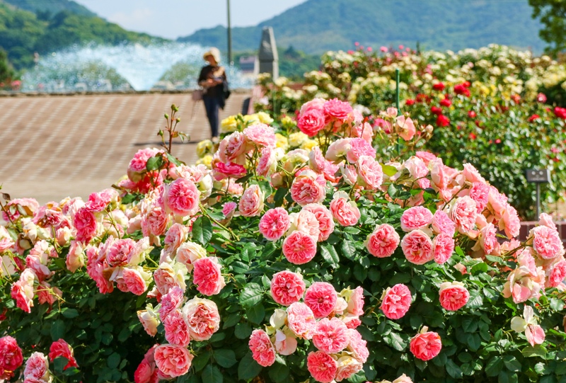よしうみバラ公園、噴水とバラの花