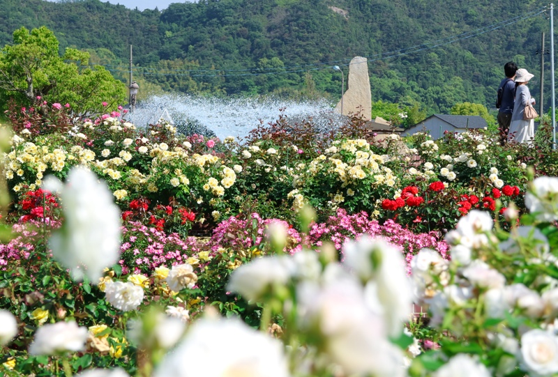 よしうみバラ公園、噴水とバラの花