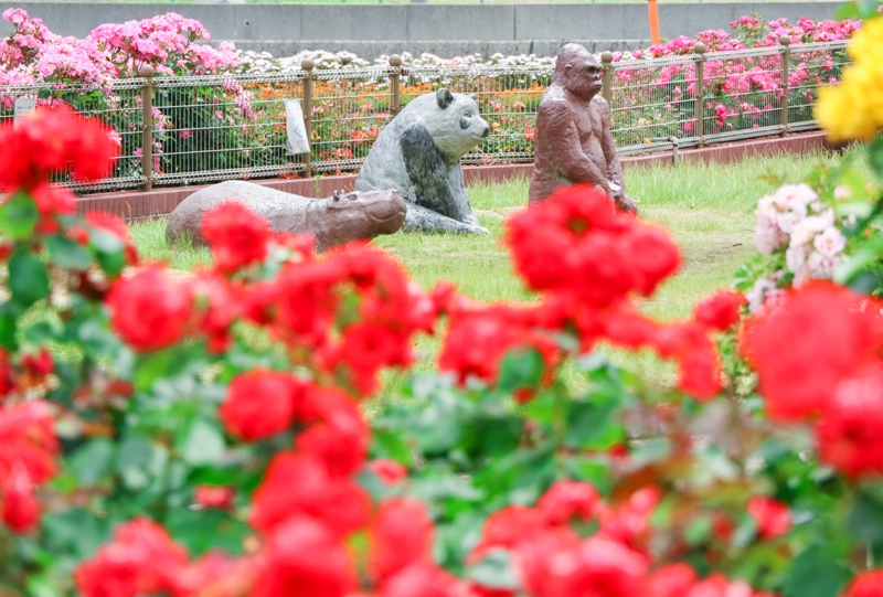 よしうみバラ公園、ゴリラ、パンダ、カバ