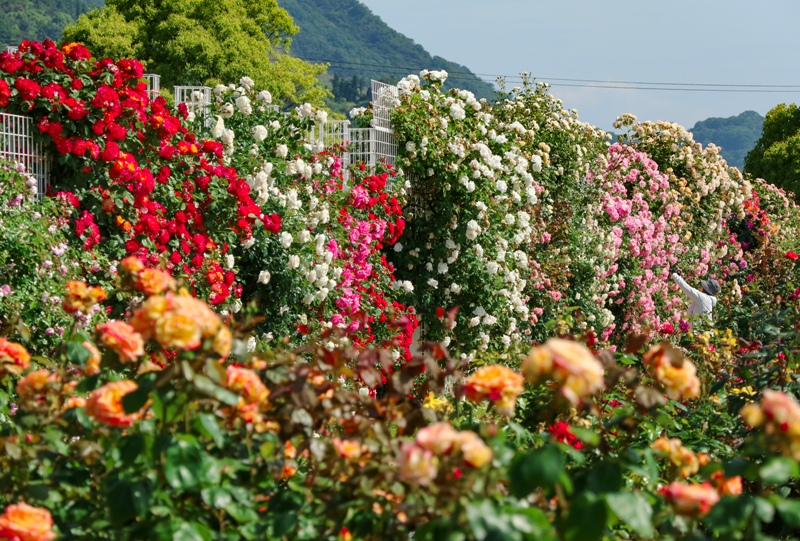 よしうみバラ公園、バラの花壁