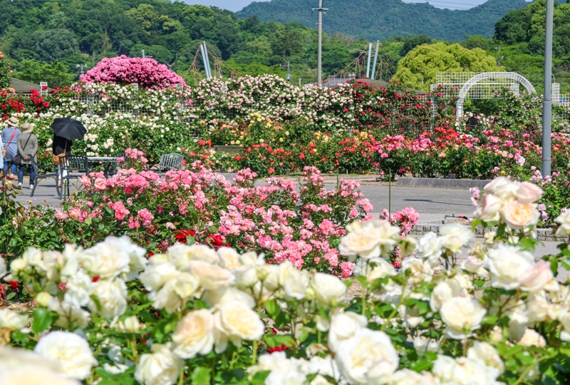 よしうみバラ公園、咲き誇るバラの花