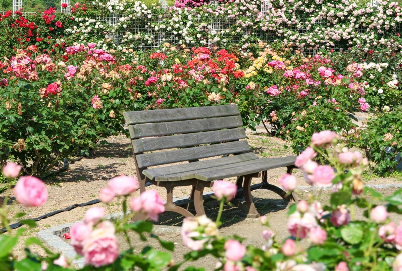 よしうみバラ公園、咲き誇るバラの花