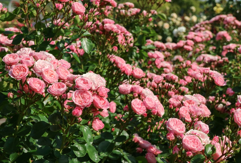 よしうみバラ公園、咲き誇るバラの花