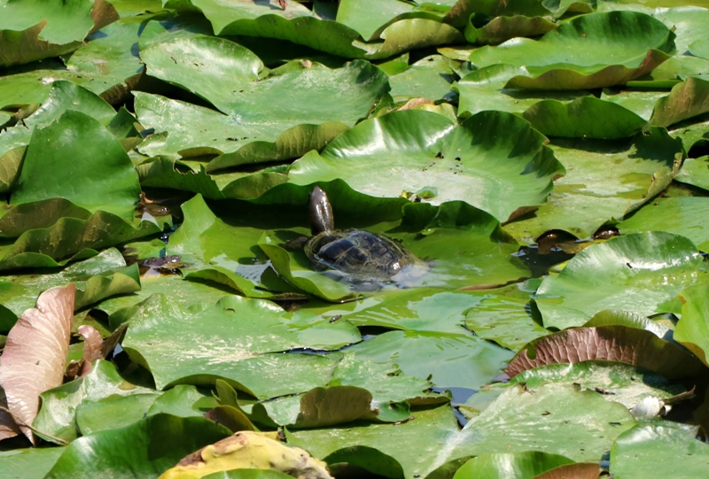 水分峡、石ころび池の睡蓮の葉に乗る亀