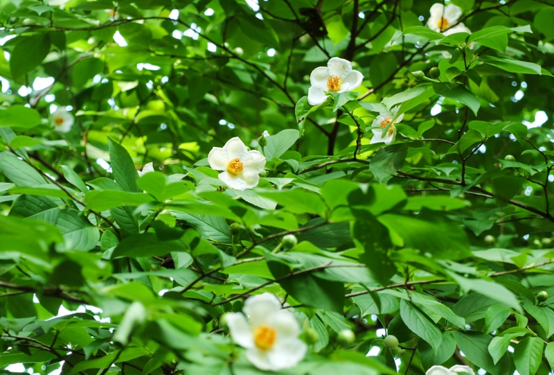 水分峡、シャラ（ナツツバキ）の花