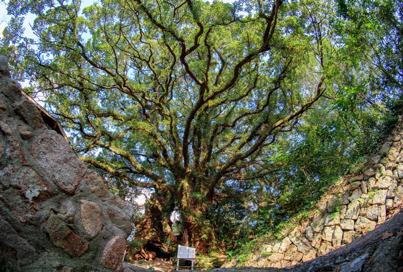 大山祇神社奥の院『生樹の御門』