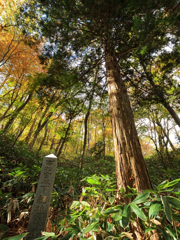 「高松宮殿下親植之桧」の石碑と桧