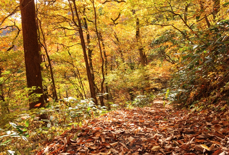 三ツ滝（三段峡）へと向かう遊歩道