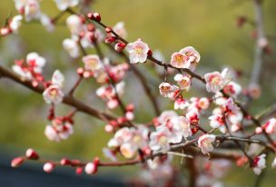 八木梅林公園の梅の花