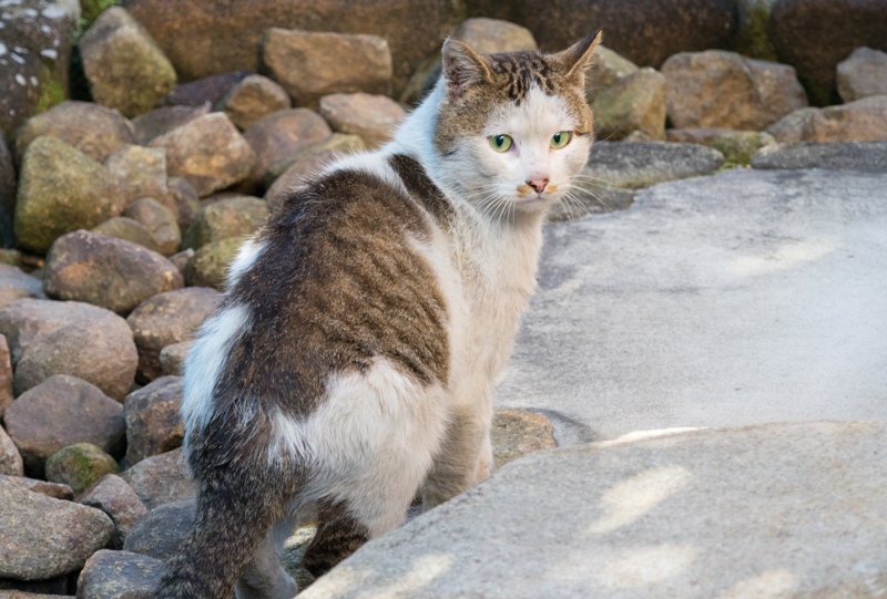 白島稲荷パーク内の猫