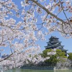 『広島城』桜をまとう天守閣、お堀と石垣の桜も美しい！！