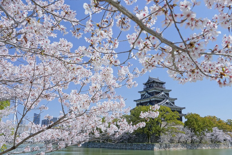 広島城（鯉城）と桜