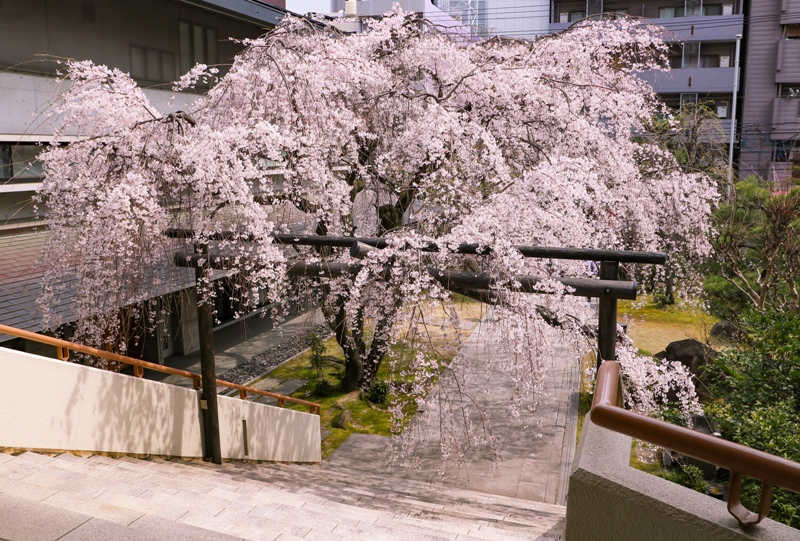 『八屋山　普門寺』しだれ桜（広島市中区大手町）