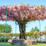 『神ノ倉山公園』珍しい丸い藤棚、絶景のパラグライダー離陸場！！