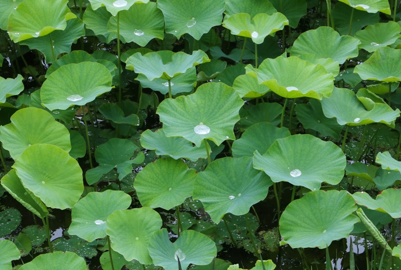 「棲真寺」ハスの見晴らし台（展望台）からの眺望