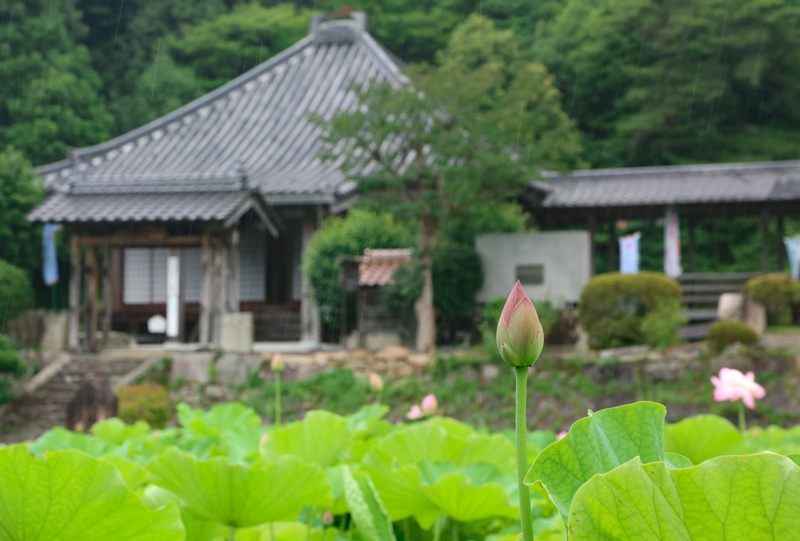 三原市「棲真寺」のハス（蓮）の花