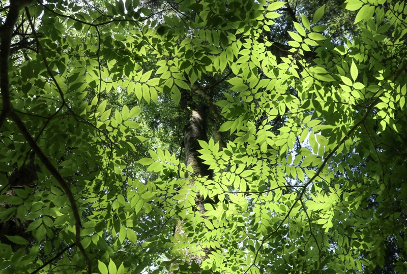 三段峡の新緑