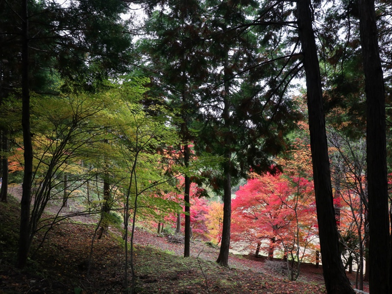 『ほとけばら遊園』の紅葉(広島県山県郡北広島町大朝)