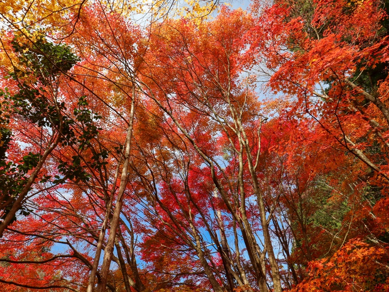 『ほとけばら遊園』の紅葉(広島県山県郡北広島町大朝)